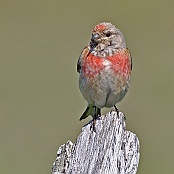 Common Linnet  "Carduelis cannabina"